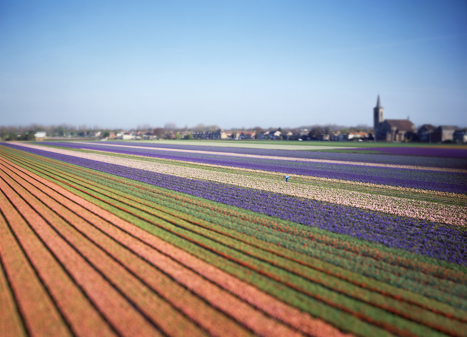 De Zilk Bulb Fields
